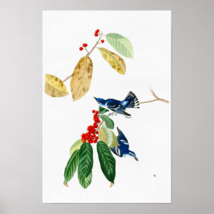 Azurblaue Trällerer-John James Audubon-Vögel von Poster