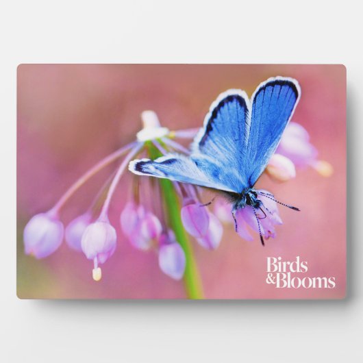 Azure Butterfly Fotoplatte (Vorderseite)