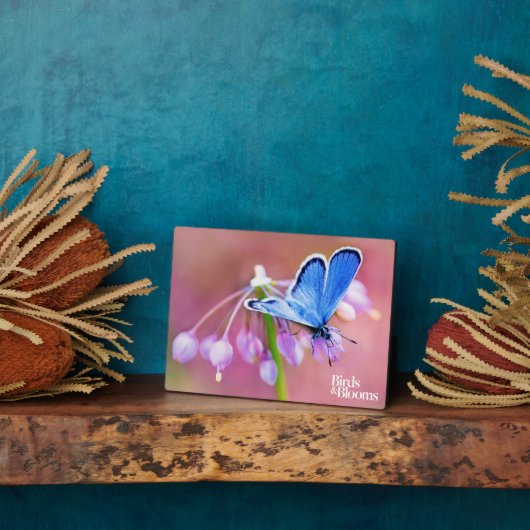 Azure Butterfly Fotoplatte (Seite)