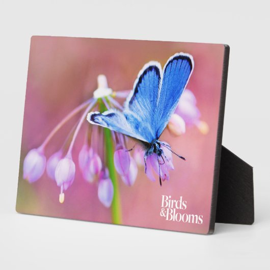 Azure Butterfly Fotoplatte (Seite)