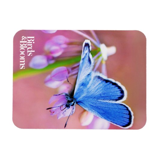 Azure Butterfly Magnet (Horizontal)