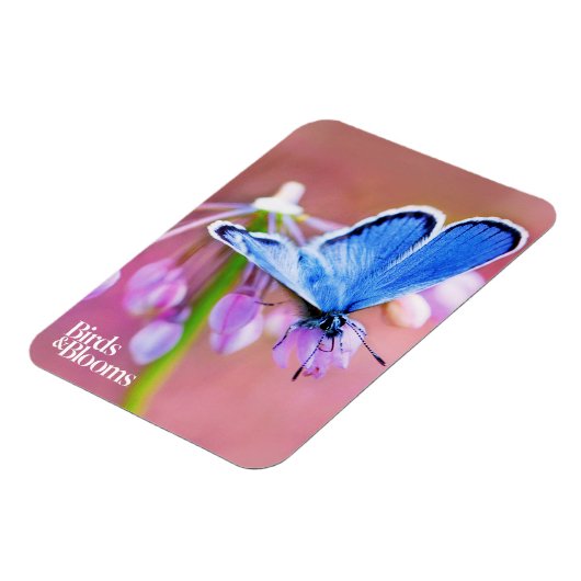 Azure Butterfly Magnet (Linke Seite)