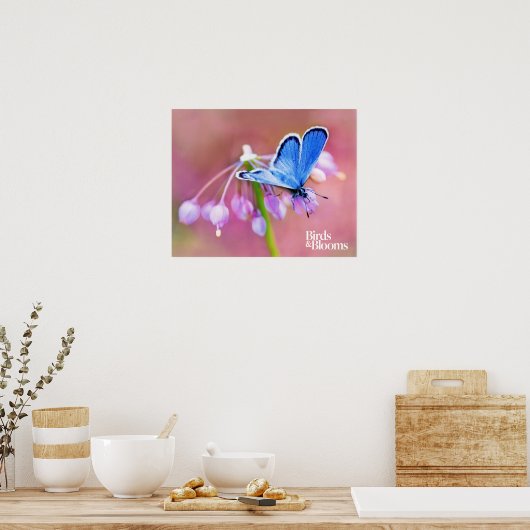 Azure Butterfly Poster (Küche)