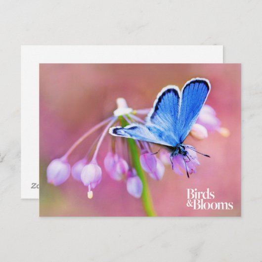 Azure Butterfly Postkarte (Vorne/Hinten)