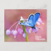 Azure Butterfly Postkarte (Vorderseite)