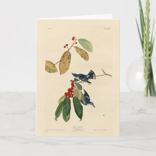 Azure (Cerulean) Warbler, Audubon Birds of America Karte (Vorderseite)