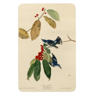 Azure (Cerulean) Warbler, Audubon Birds of America Magnet