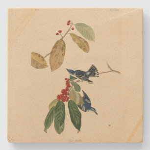 Azure (Cerulean) Warbler, Audubon Birds of America Steinuntersetzer