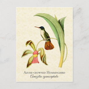 Azure Crowned Hummingbird Vintag Art Postkarte