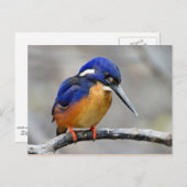 Azure Kingfisher Bird Postkarte (Vorne/Hinten)