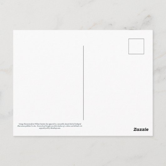 Azure Kingfisher Postkarte (Rückseite)