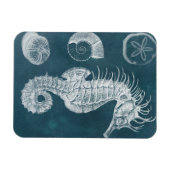 Azure-Seepferd-Studie I Magnet (Horizontal)