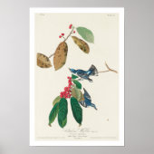 Azure Warbler von Audubon Poster (Vorne)