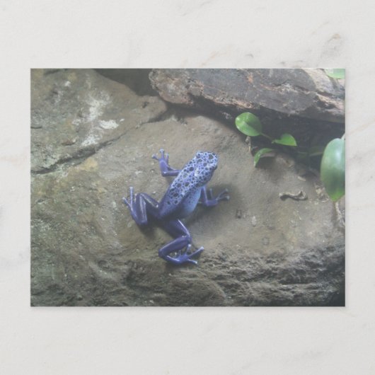 Azureus Giison Dart Frog Postkarte (Vorderseite)