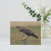 B10 Swainsons Bussard Postkarte (Stehend Vorderseite)