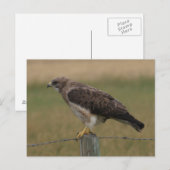 B10 Swainsons Bussard Postkarte (Vorne/Hinten)