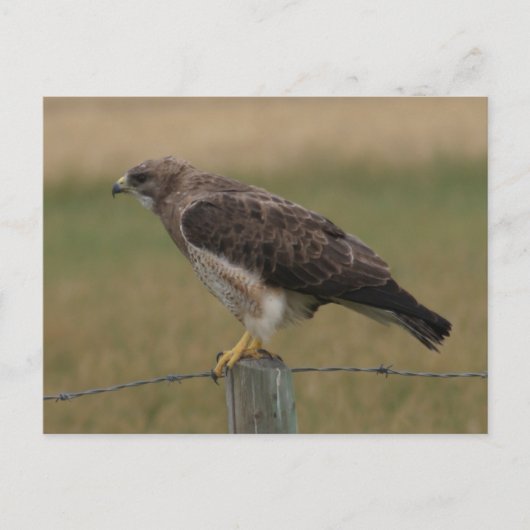 B10 Swainsons Bussard Postkarte (Vorderseite)