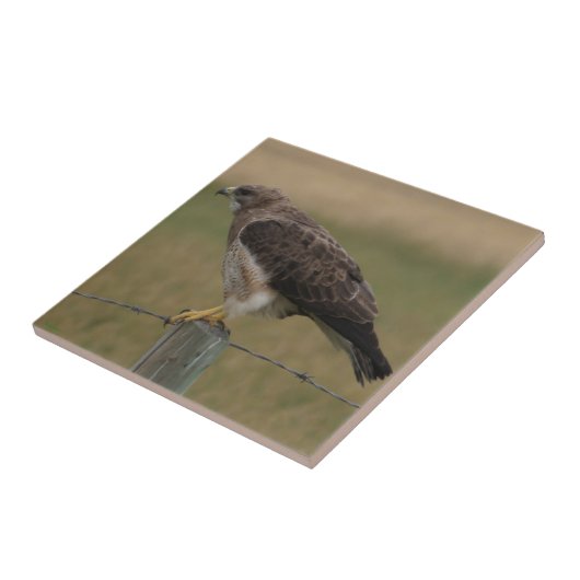 B10 Swainsons Falke auf altem Zaun-Posten Fliese (Seite)