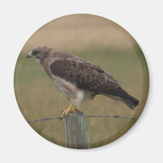 B10 Swainsons Hawk Magnet (Vorne)