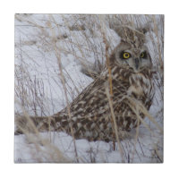 B11 Kurz gezüchtetes Schaf