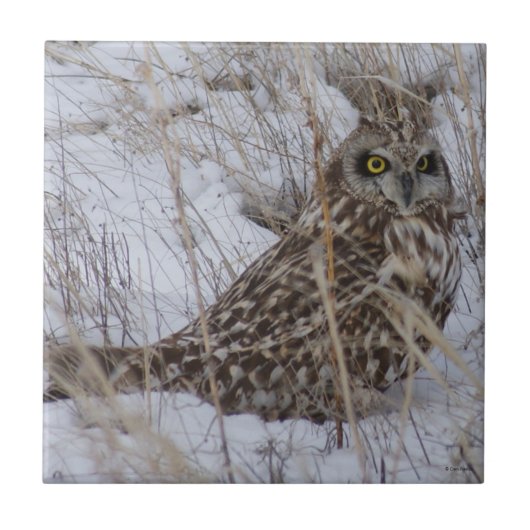 B11 Kurz gezüchtetes Schaf Fliese (Vorderseite)