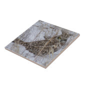 B11 Kurz gezüchtetes Schaf Fliese (Seite)