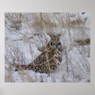 B11 Kurz gezüchtetes Schaf Poster