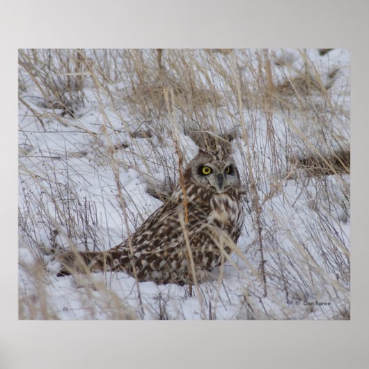 B11 Kurz gezüchtetes Schaf Poster (Vorne)