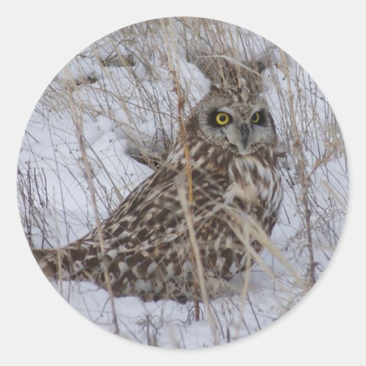 B11 Kurz gezüchtetes Schaf Runder Aufkleber (Vorderseite)