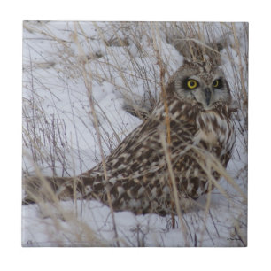 B11 Sumpfohreule Fliese