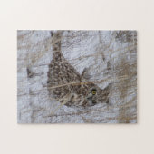 B11 Sumpfohreule Puzzle (Horizontal)