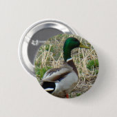B12 Mallard Duck Drake Button (Vorne & Hinten)