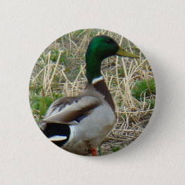 B12 Mallard Duck Drake Button