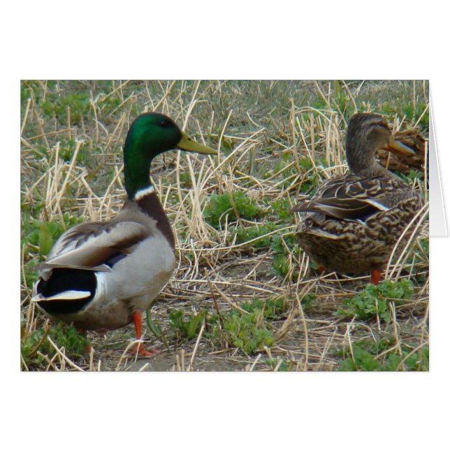 B12 Mallard Ducks Pair (Vorderseite (Horizontal))