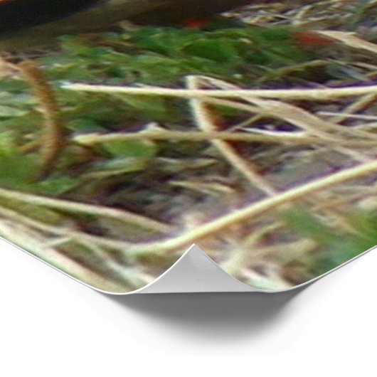 B12 Mallard Ducks Pair Poster (Ecke)