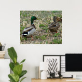 B12 Mallard Ducks Pair Poster (Heimbüro)