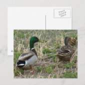 B12 Mallard Ducks Pair Postkarte (Vorne/Hinten)