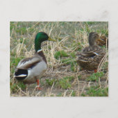 B12 Mallard Ducks Pair Postkarte (Vorderseite)