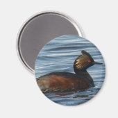 B13 Eared Grebe Magnet (Vorderseite/Rückseite)