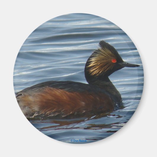 B13 Eared Grebe Magnet (Vorne)