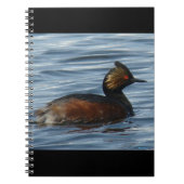 B13 Eared Grebe Notizblock (Vorderseite)