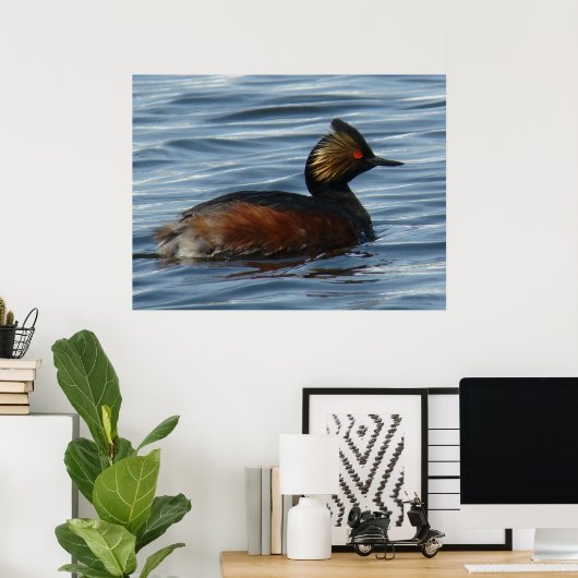 B13 Eared Grebe Poster (Heimbüro)