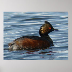 B13 Eared Grebe Poster