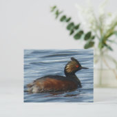 B13 Eared Grebe Postkarte (Stehend Vorderseite)
