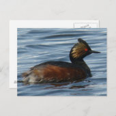 B13 Eared Grebe Postkarte (Vorne/Hinten)