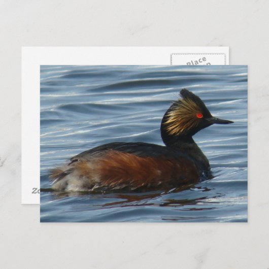 B13 Eared Grebe Postkarte (Vorne/Hinten)
