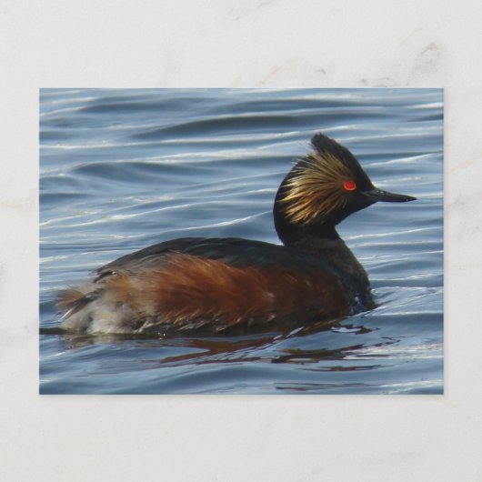B13 Eared Grebe Postkarte (Vorderseite)