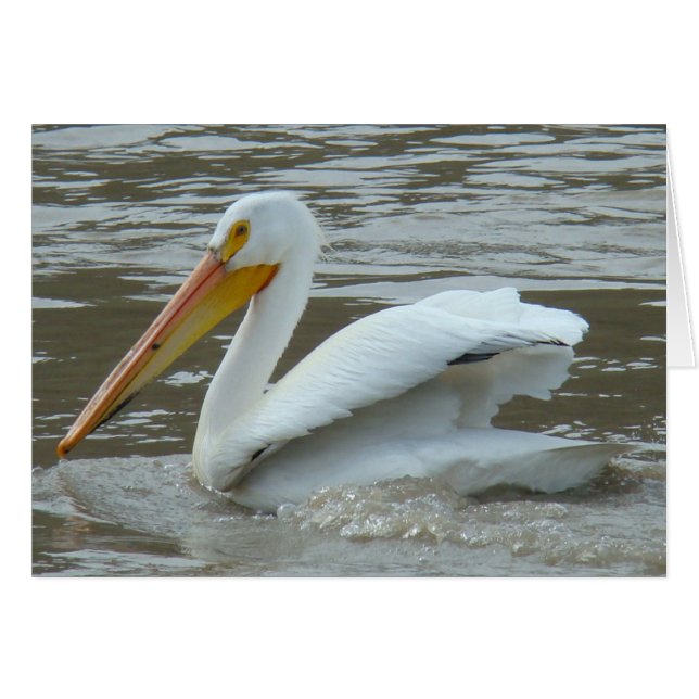 B14 White Pelican on Muddy River (Vorderseite (Horizontal))