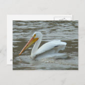 B14 White Pelican on Muddy River Postkarte (Vorne/Hinten)