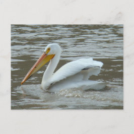 B14 White Pelican on Muddy River Postkarte